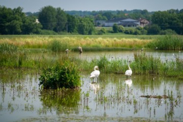 Kozmické ptačí louky